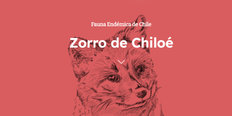 Zorro de Chiloé