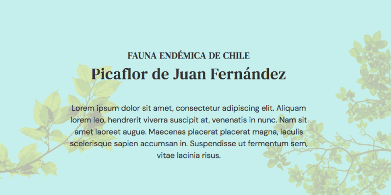 Picaflor de Juan Fernández