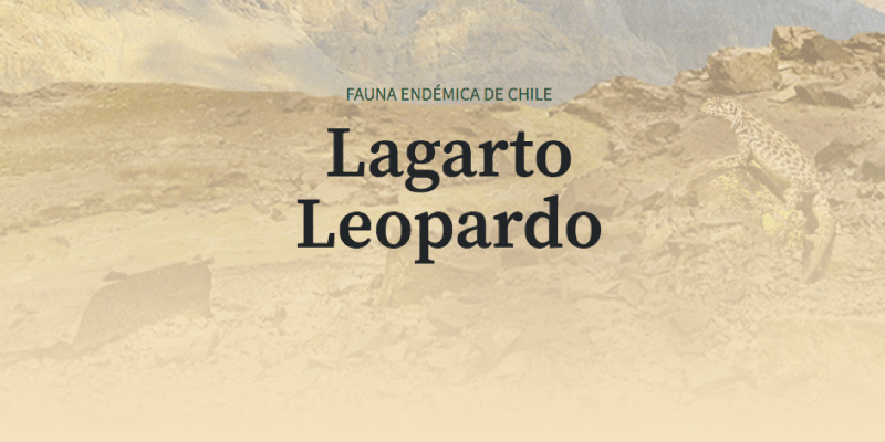 Lagarto Leopardo